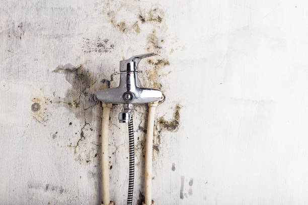 Best Fast Mold Removal  in Elkhart, KS
