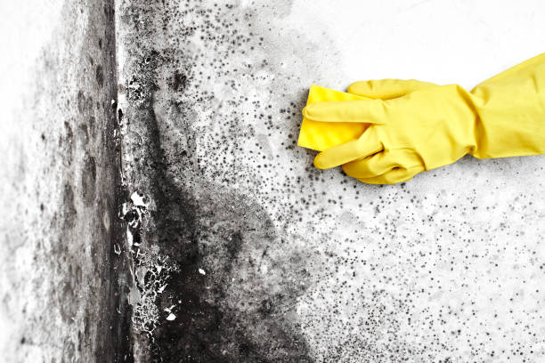 Best Professional Mold Removal  in Elkhart, KS