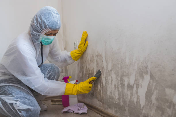 Office Mold Removal Services in Elkhart, KS