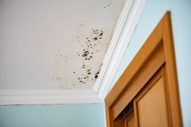 Best Mold Testing  in Elkhart, KS