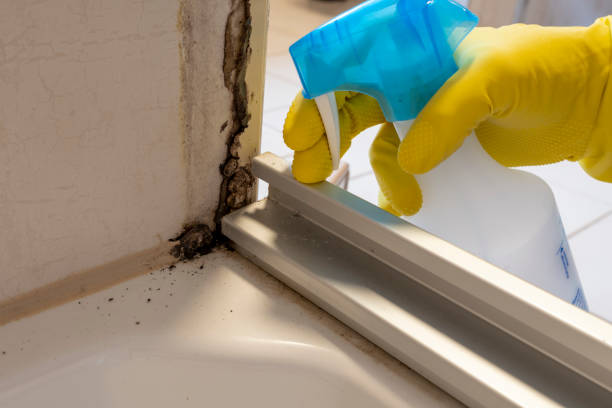 Best Commercial Mold Removal  in Elkhart, KS