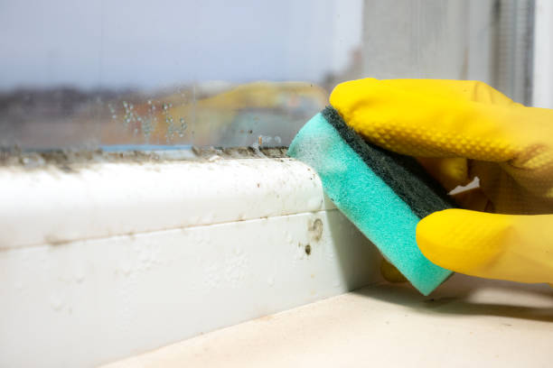 Best Mold Remediation  in Elkhart, KS