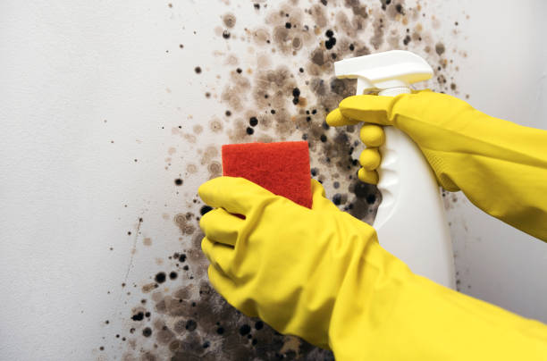 Best Home Mold Removal  in Elkhart, KS
