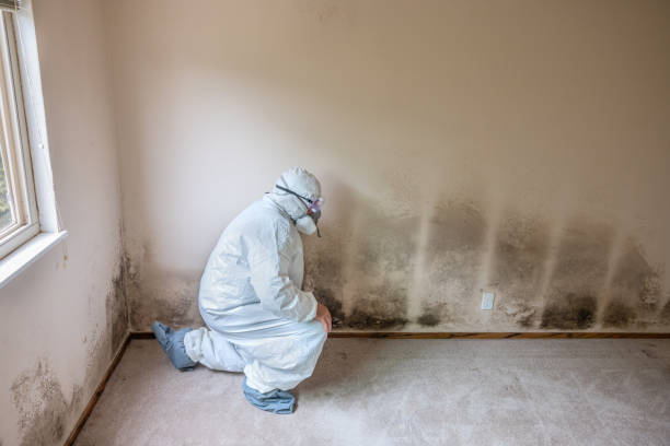 Reliable Elkhart, KS Mold Removal Solutions