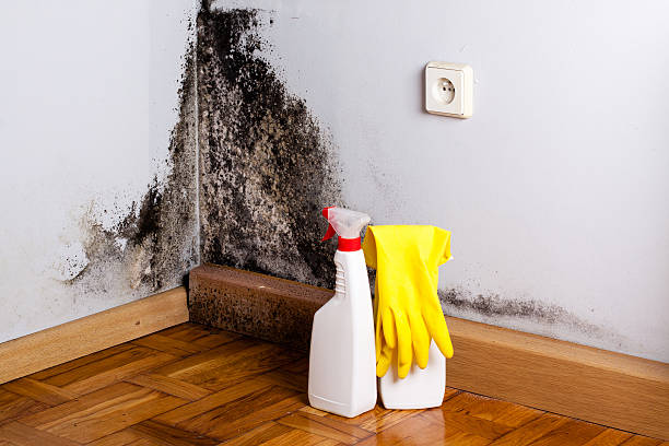 Best Affordable Mold Removal  in Elkhart, KS
