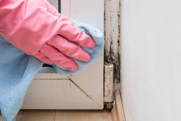 Home Mold Removal in Elkhart, KS